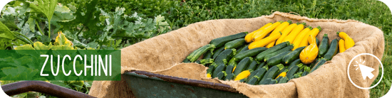 Zucchini