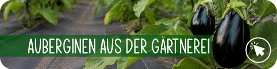 Auberginen