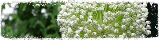 Porree-Blüte